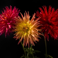 Blooms 2+ - 2nd Place - Bill Meyer - AC Cougar/Bear Cr. Sunrise/BQ Cay