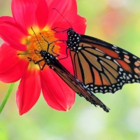 Kids & Critters - 3rd Place - Daniel Kavanagh - Monarchs on Seedling Dahlia