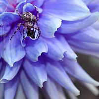 Digital Darkroom - HM - Alysia Obina - Spider